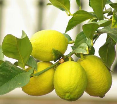 - und Geschmack Aroma Garantiertes Bio-Zitronen