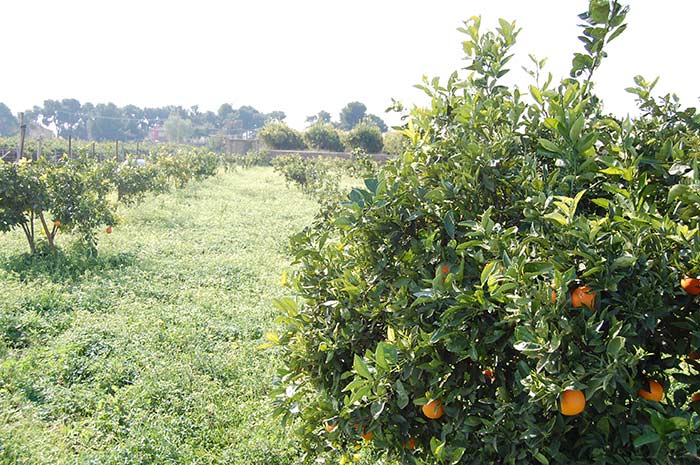 Bio-Orangen Direkt Bestellen【 Obst ⑩ aus Spanien 】 (•‿•)
